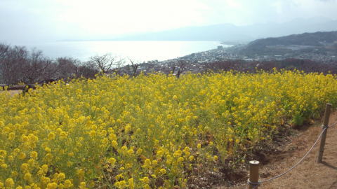 吾妻山公園 満開の菜の花と すばらしい見晴らし ハイキング マーズコネクタ